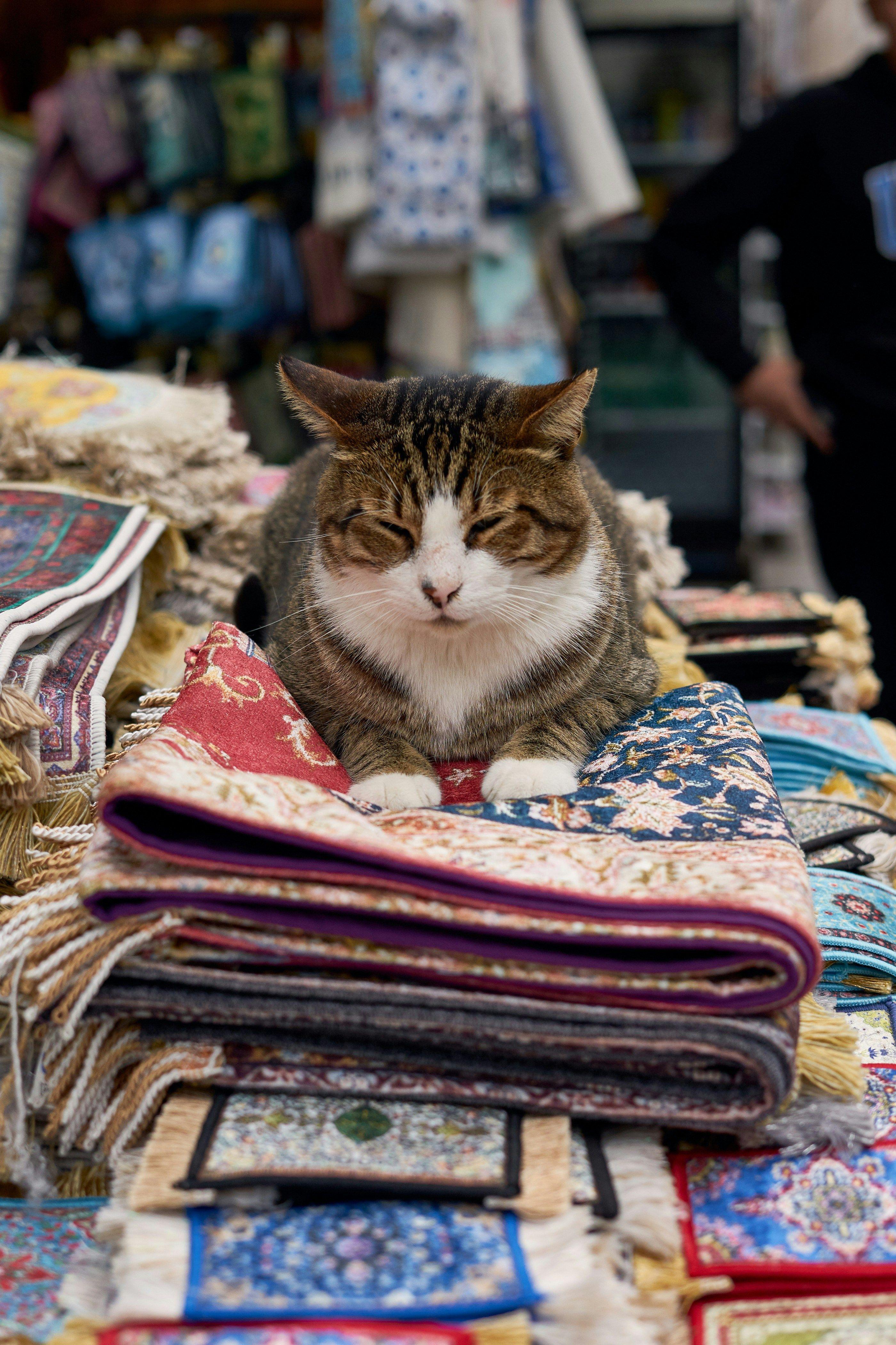 Trip card image of Estambul, Rey Midas y Capadocia